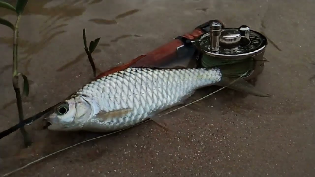 Ultralight Fly Fishing(unknown weight) set with copper mahseer