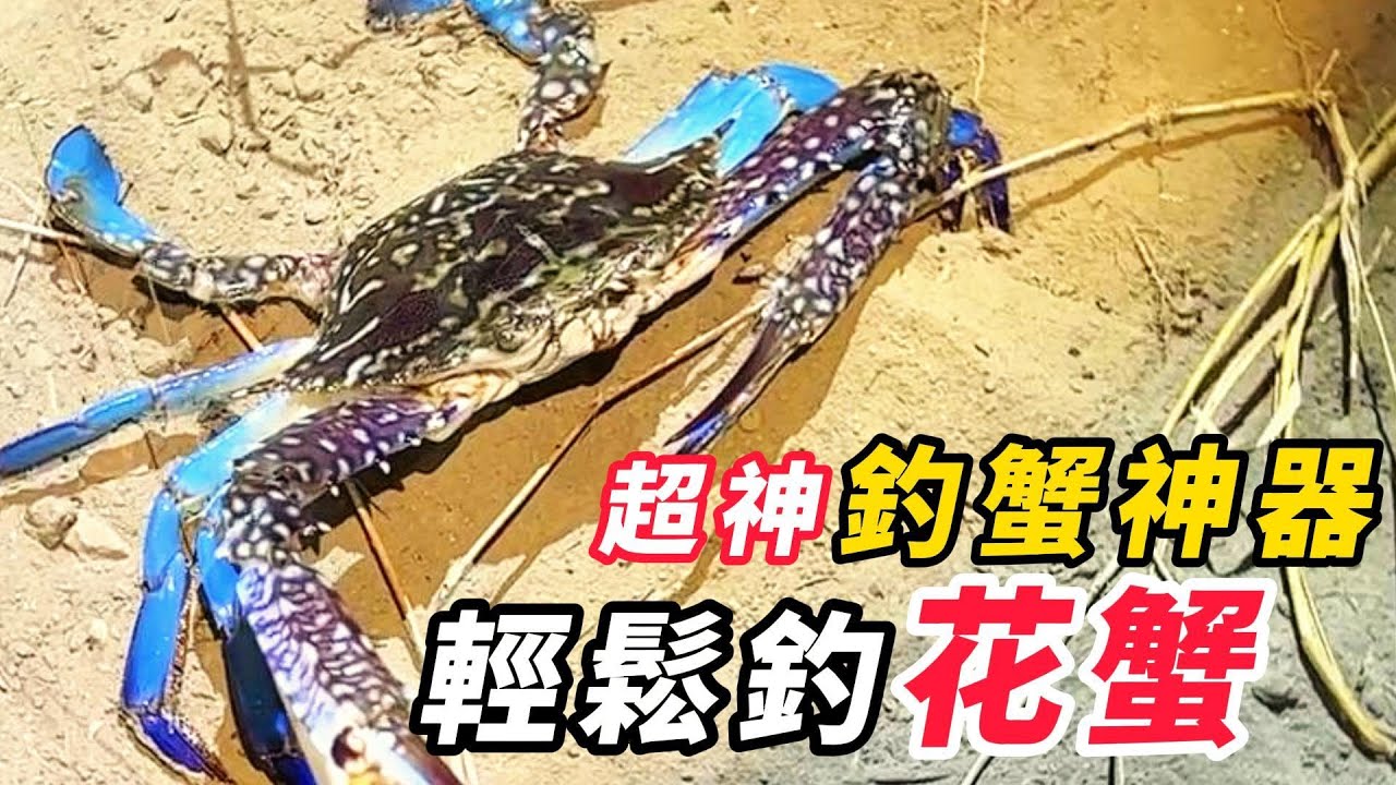 釣魚系列｜釣花蟹不困難～團釣螃蟹現煮花蟹南瓜玉米濃湯