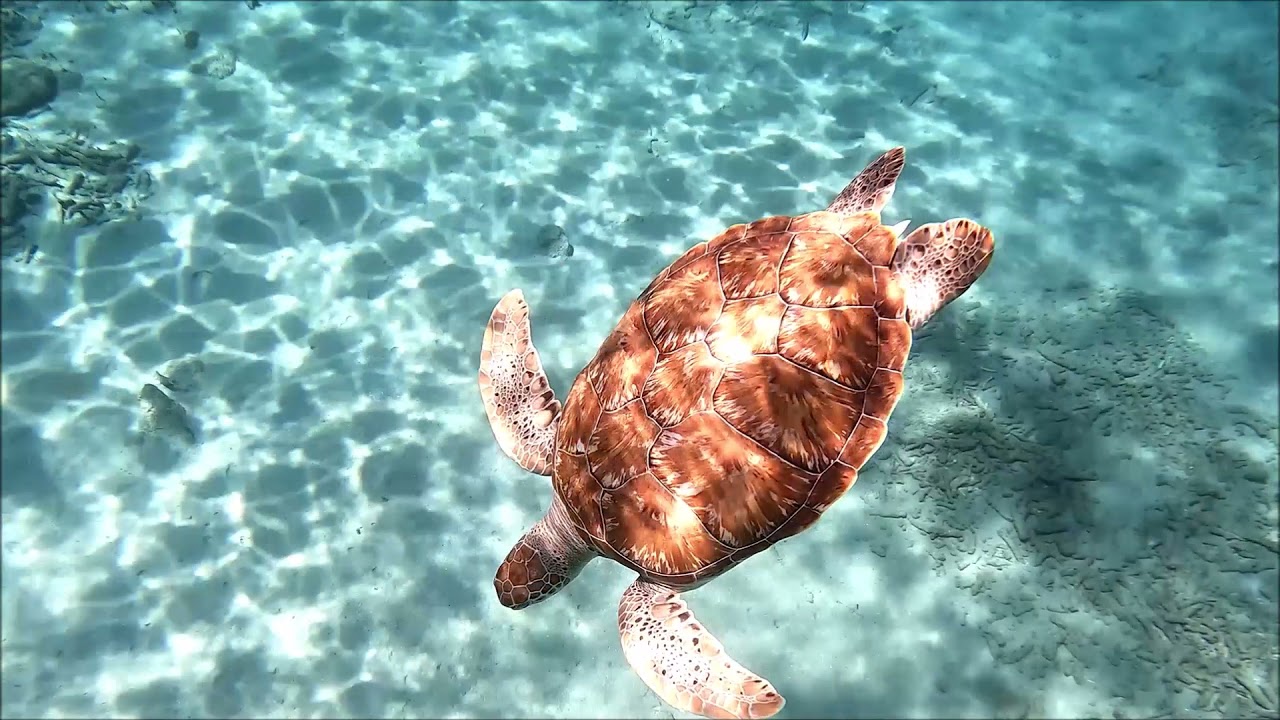 VLOG 008 I Curacao Erlebnisse - Schildkröten, Flamingos u.v.m.