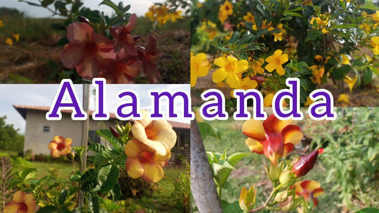 ALAMANDA FLORIDA CORES e TONS diferentes+(como fazer mudas)# JARDIM#FLORES