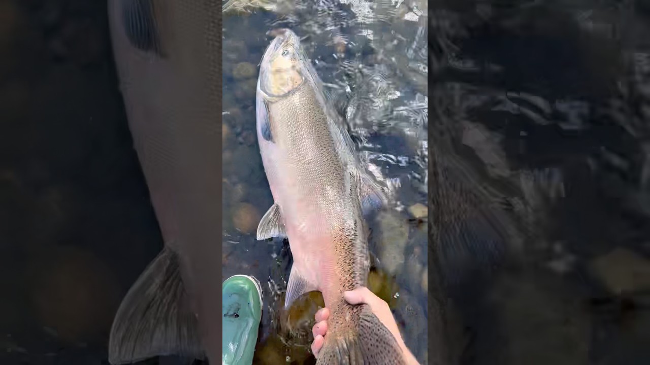 AMERICAN RIVER SALMON FISHING SAC CALIFORNIA 10/3/2025 @OldManAndTheSea