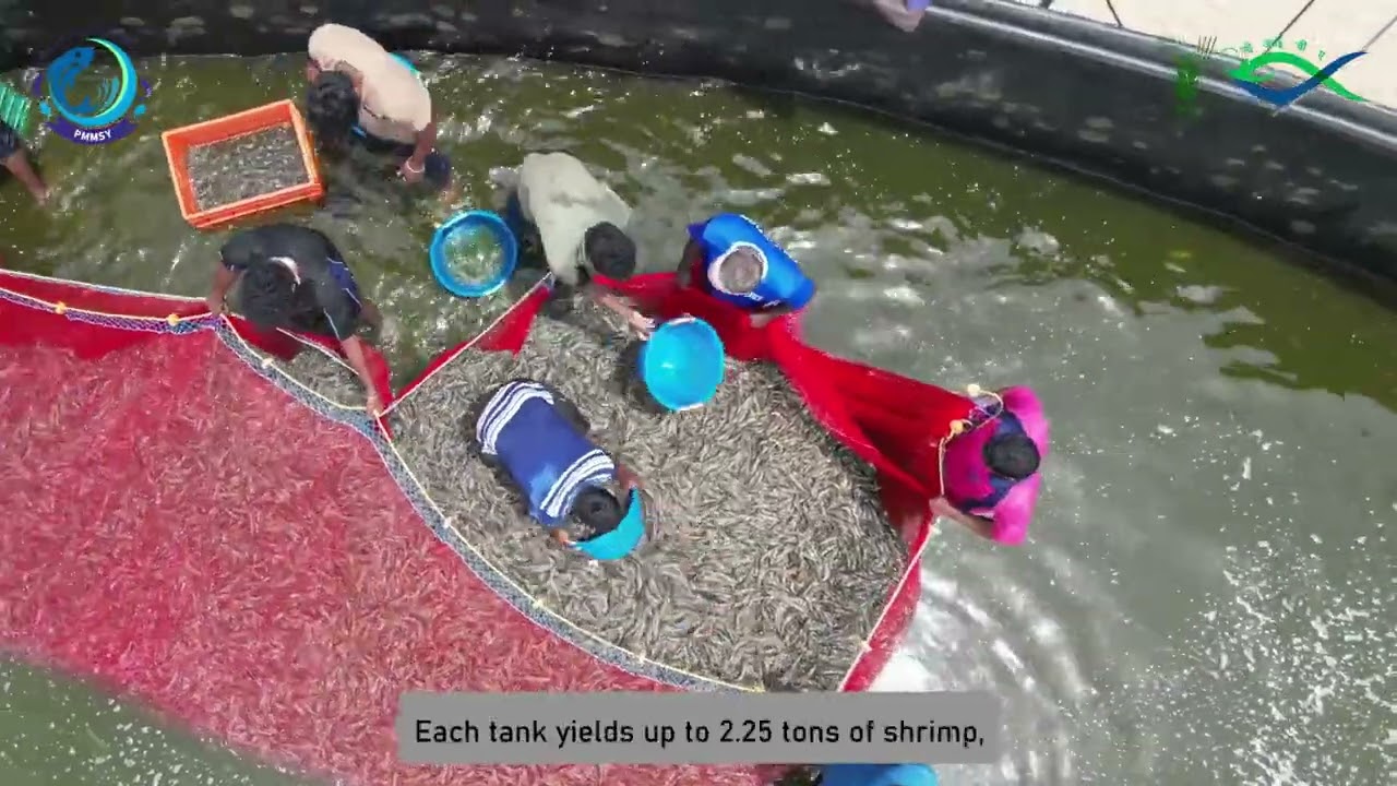 ICAR-CIBA’s Super Intensive Precision Natural Shrimp Farming (SIPNSF)