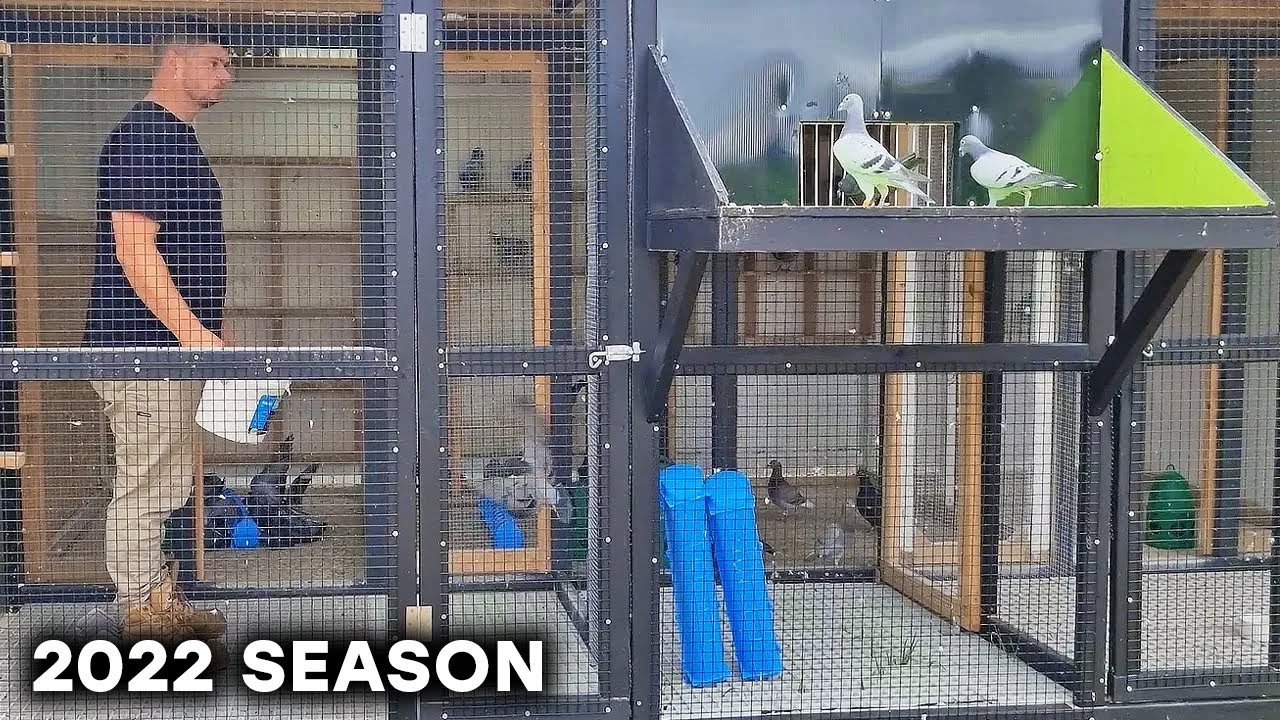 Racing Pigeon Season 2022