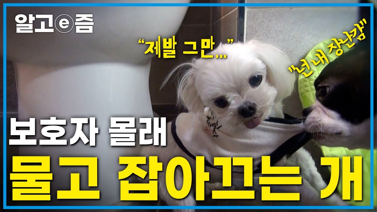 노견 말티즈를 심각하게 괴롭히는 사회화가 안된 개 보스턴테리어, 적응 시킬 수 있을까?│세나개│세상에 나쁜 개는 없다 │알고e즘│