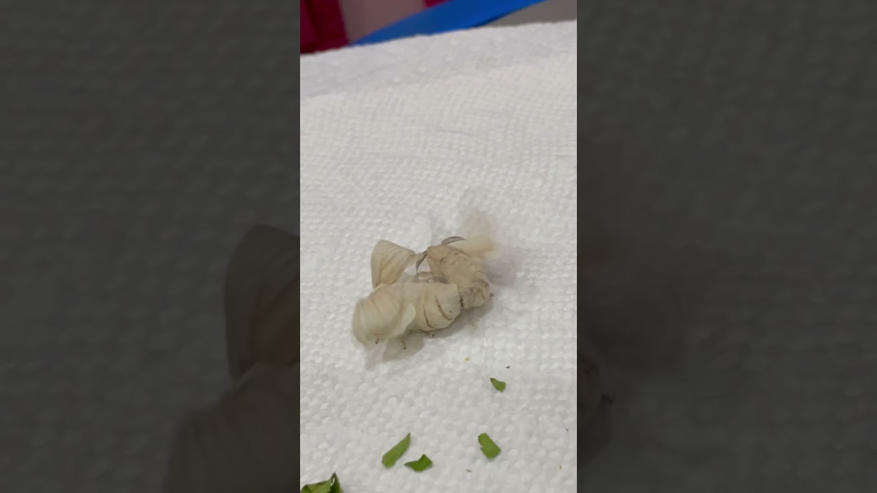 Cute silkworm moth mating
