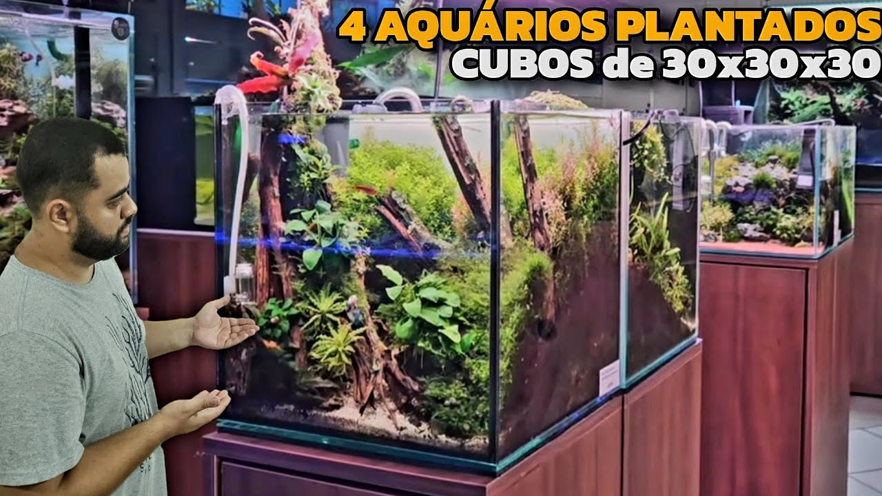4 AQUÁRIOS PLANTADOS CUBO DE 30X30X30 PRA VOCÊ SE INSPIRAR