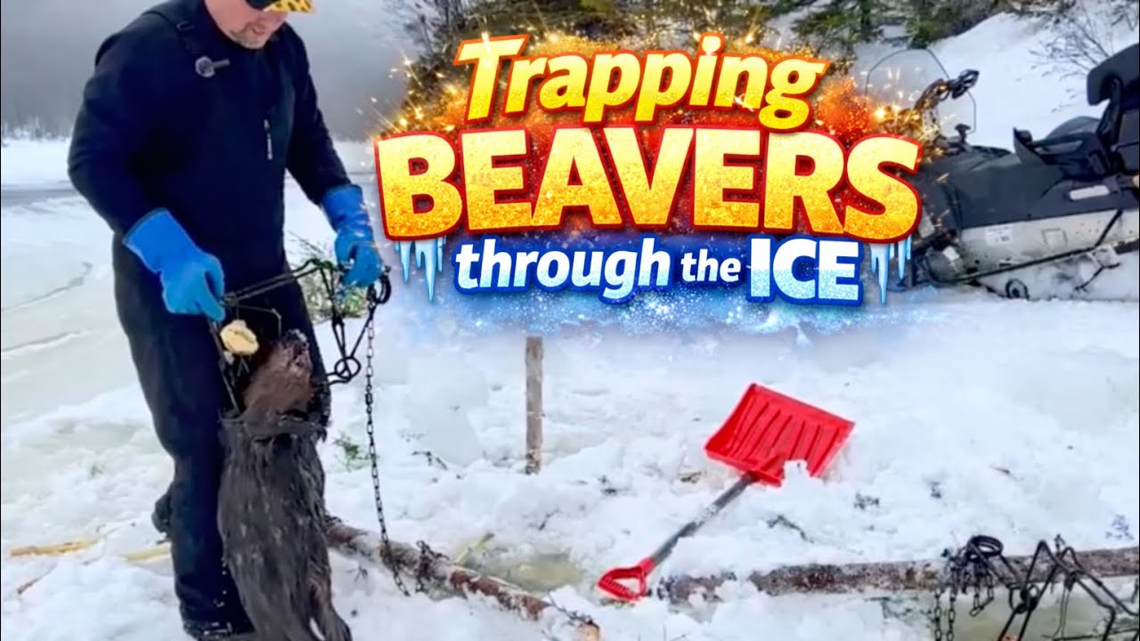 Trapping Beavers through the Ice
