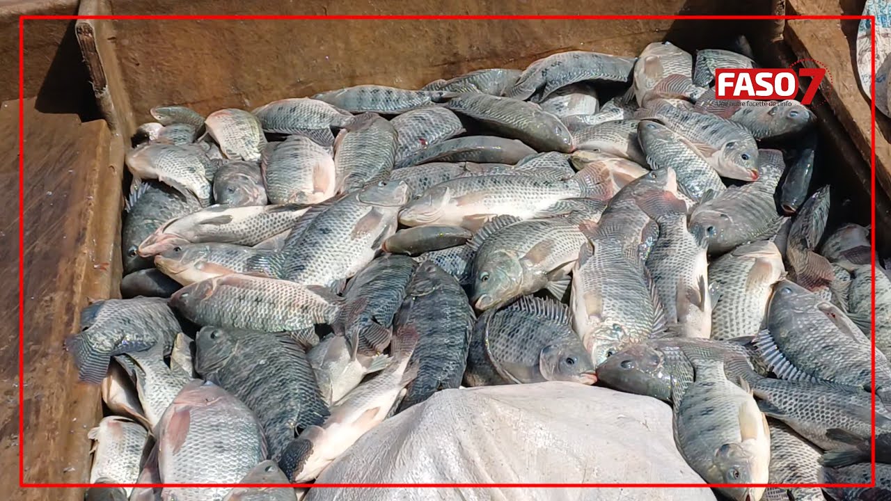 Burkina Faso : De nouvelles unités de production d’aliments pour poisson inaugurées à Bobo-Dioulasso
