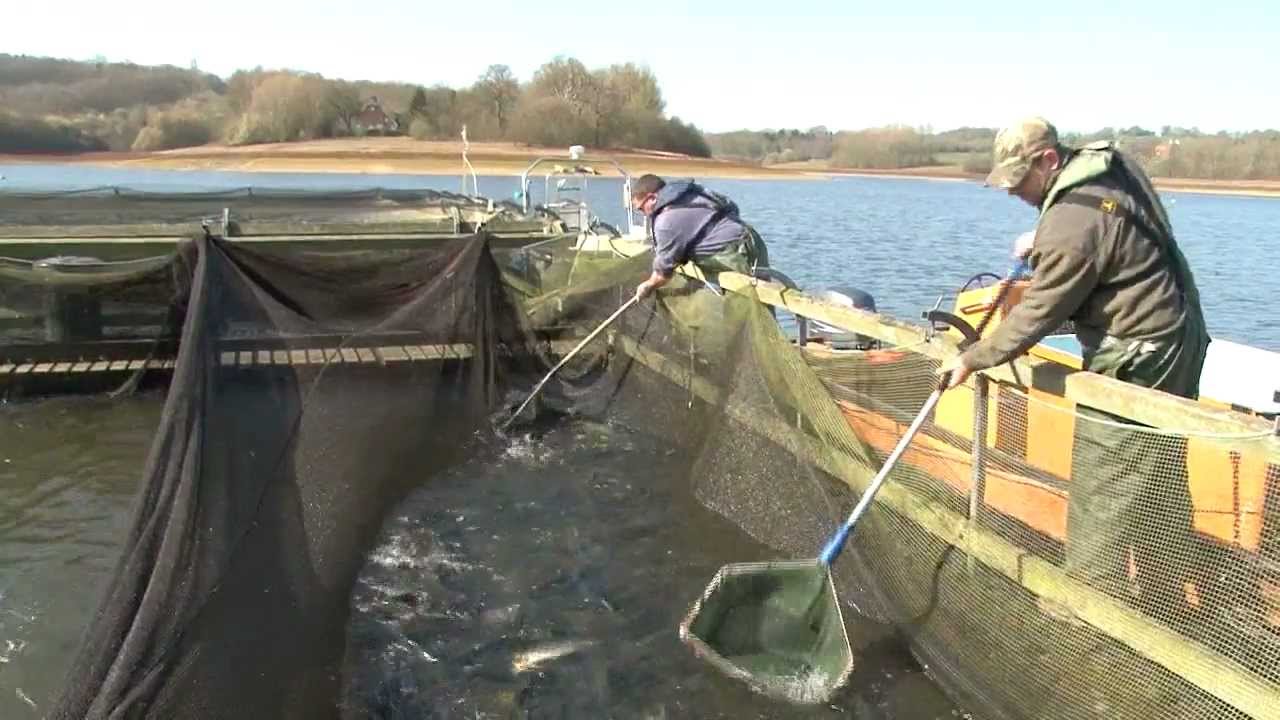Trout fishing: Restocking reservoirs with rainbows