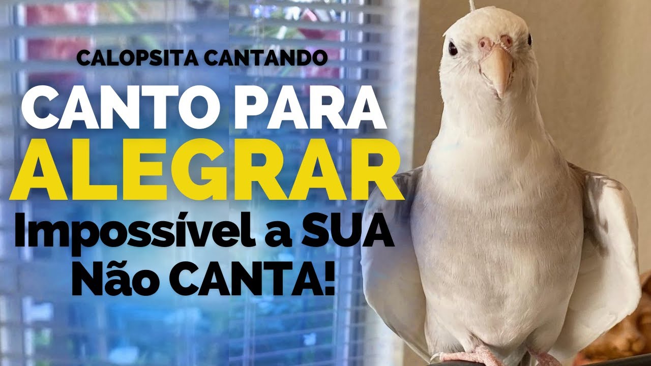 Calopsita Cantando Canto para alegrar calopsitas Assobio para Alegrar Calopsita Aprende muito Rapido