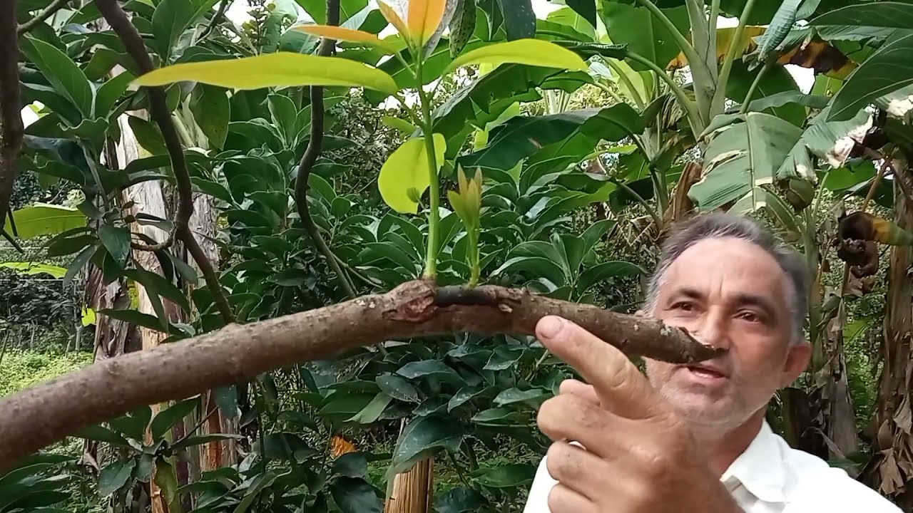 ✅ Como fazer ENXERTO DE ABACATE e ter duas variedades no mesma planta👍👍👍👍