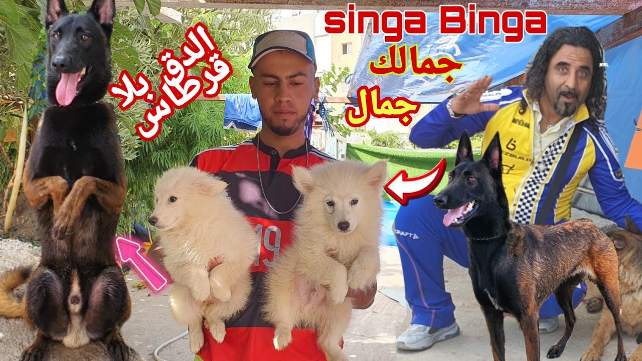 زيارة عند المولوع عمر درويش  واحسن مالنيوا شاربون مع تدريبات البطل يونس اخير ماكين مع مالنيوا 🇲🇦🇲🇦