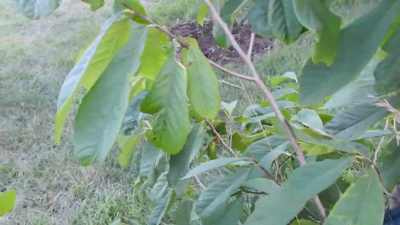 Paw Paw patch update!