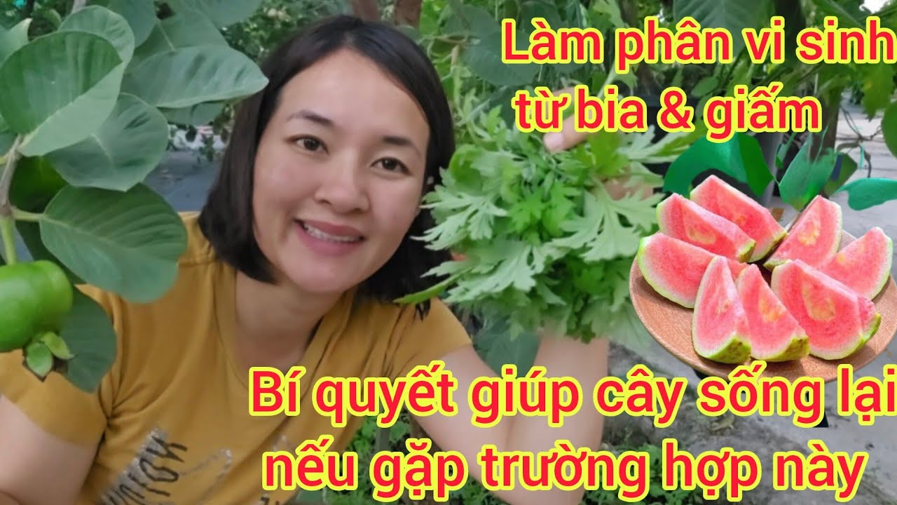 Bí quyết giúp cây sống trở lại, nếu gặp trường hợpnày, bất ngờ bia và dấm giúp cây phát triển