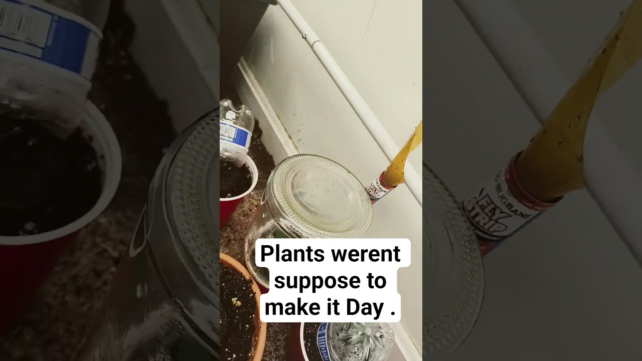Will my seedlings survive? day 2/7 #growdiary #facts #education