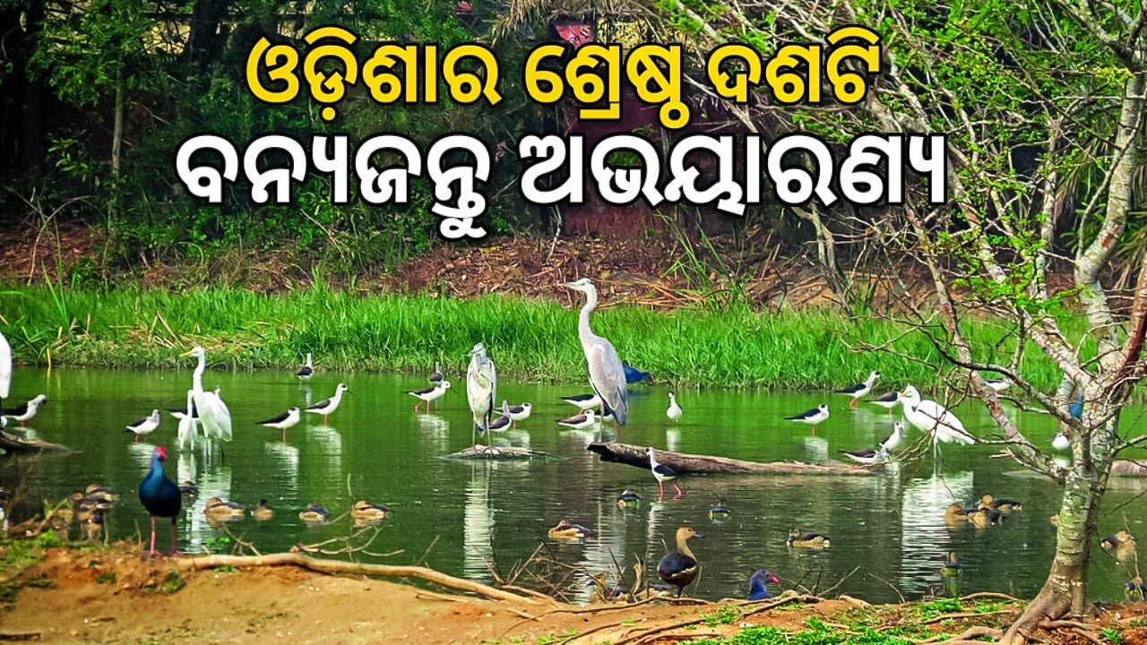 Top 10 WILDLIFE SANCTUARY in Odisha 🇮🇳