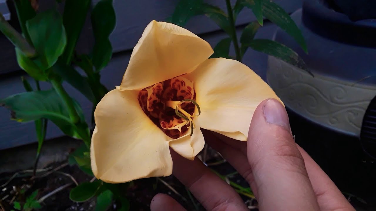 Mexican Tiger Flower / Tigridia pavonia