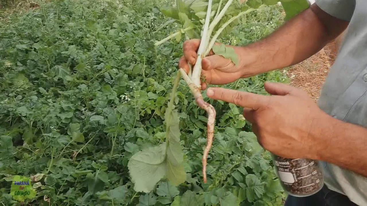 Nabo forrageiro - Iapar