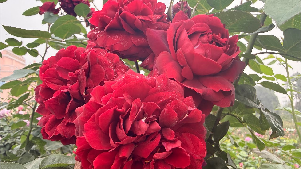 #easygrowrose#clghighgrove#philatelie#huddersfieldchoralsociety#constance#guddu 