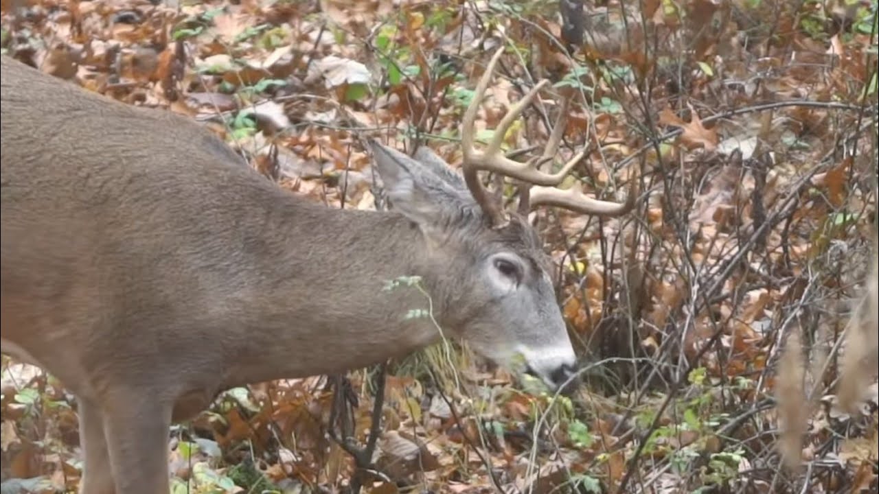 4 Ingredients for Highly Attractive Deer Bedding Areas