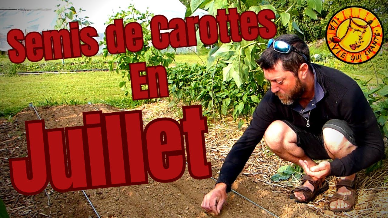 Semer des  Carottes en Juin/Juillet