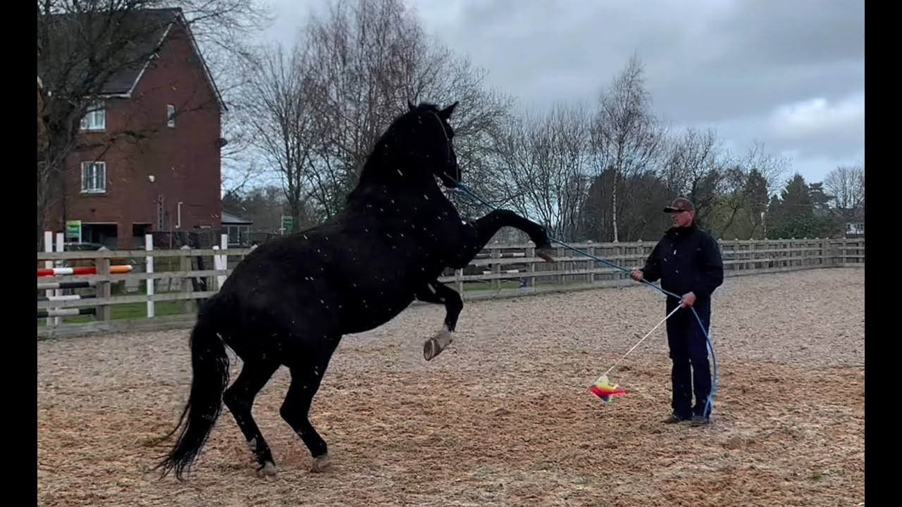 Extremely dangerous horse bites and attacks owner! How can I help?