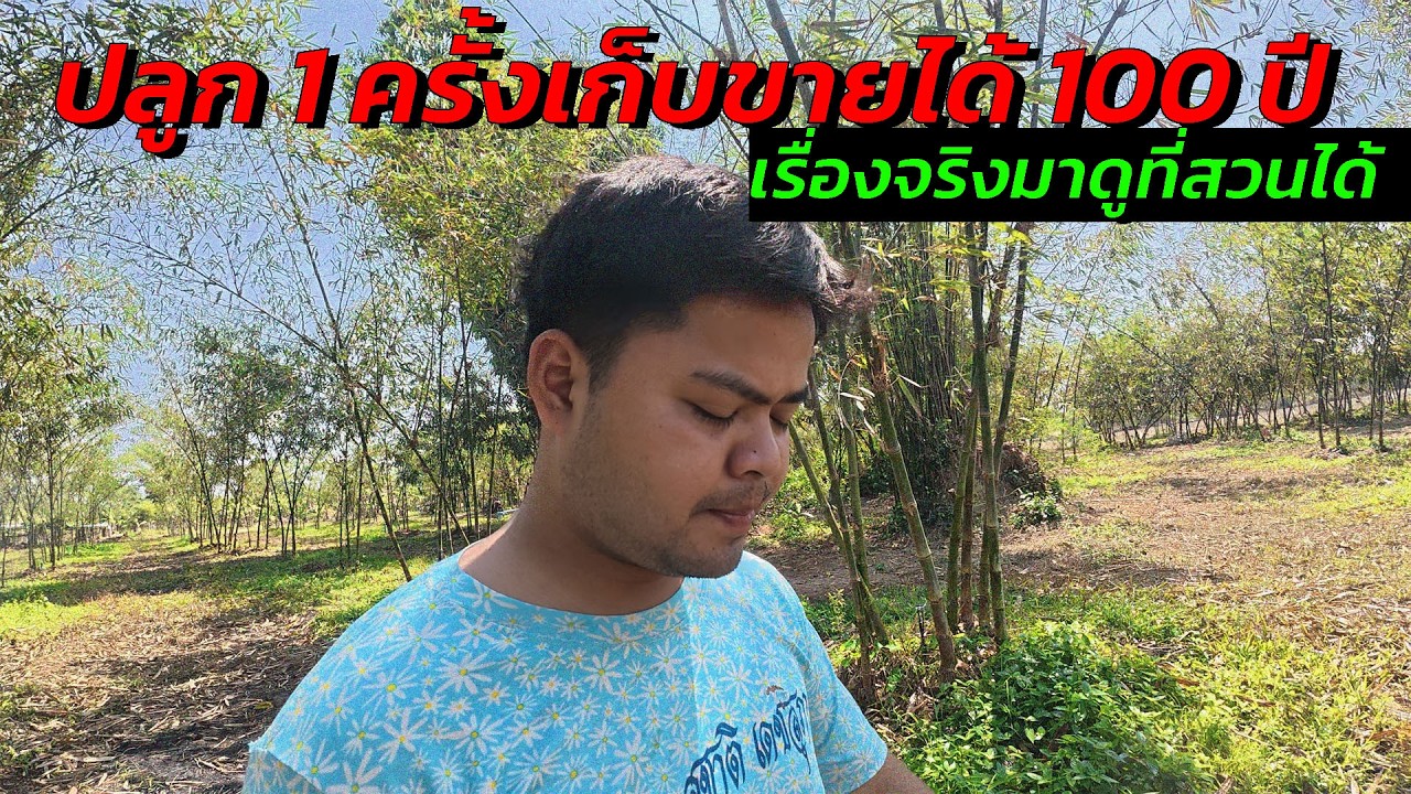 ไผ่ตงหวานปราจีนบุรีเก็บเกี่ยวยาวๆ 100 ปี มีกิ่งพันธุ์จำหน่าย