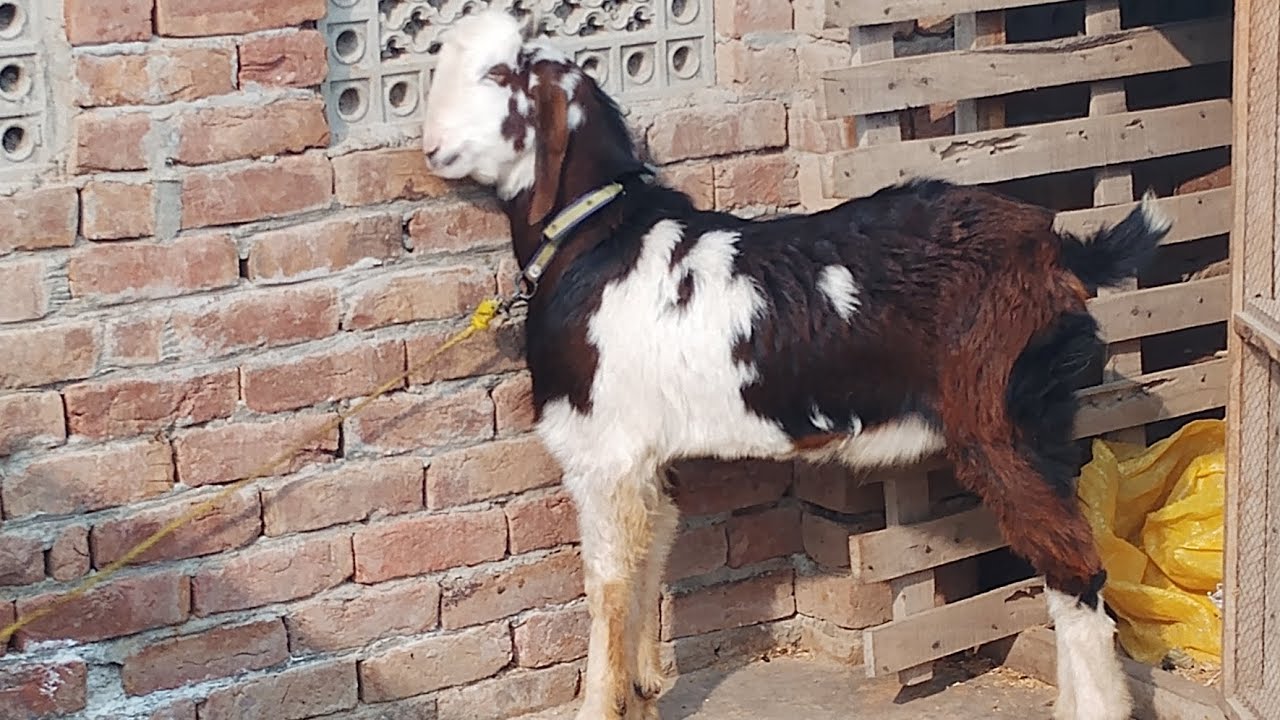 Aj Hamary Farm Per Dhoop Nickel Ai 😍 [Chaudhary Pets vlog]