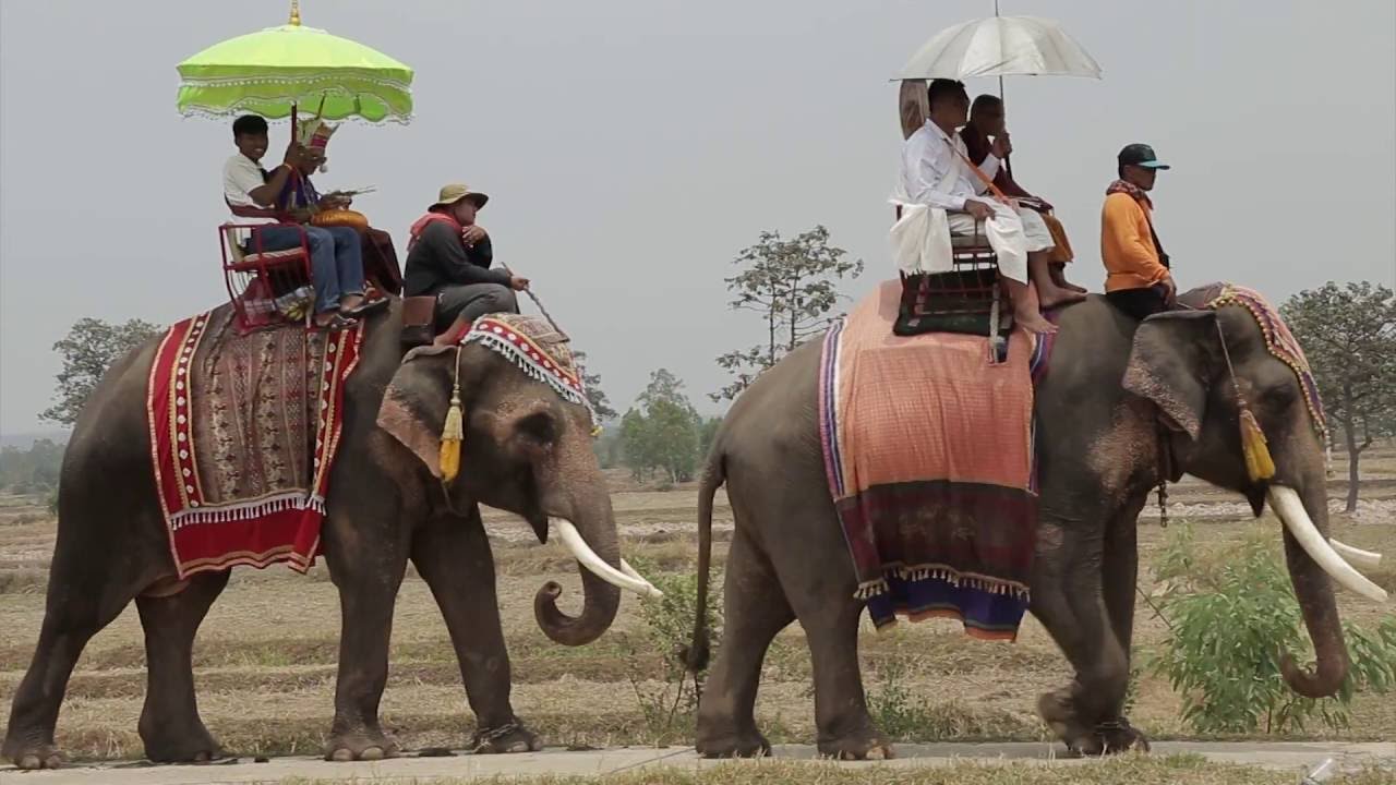 ประเพณีการบวชนาคขี่ช้าง