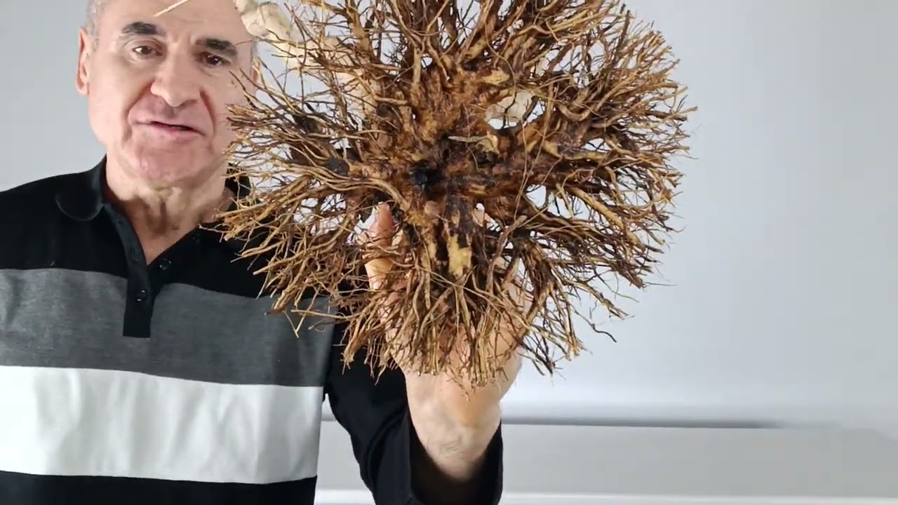 L 4 . Lagestroemias indica, 200 euros con envío.