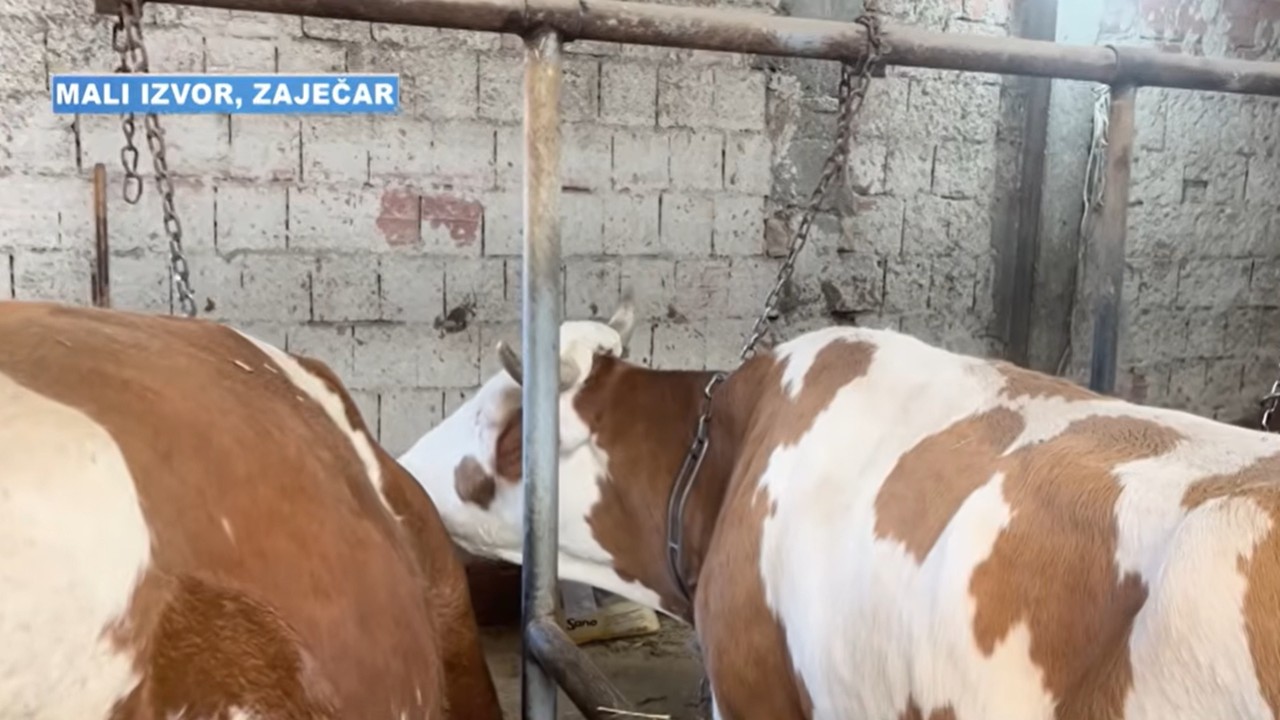 Čuvanje krava kao celodnevni posao: Kako živi porodica Đorđević iz Malog Izvora