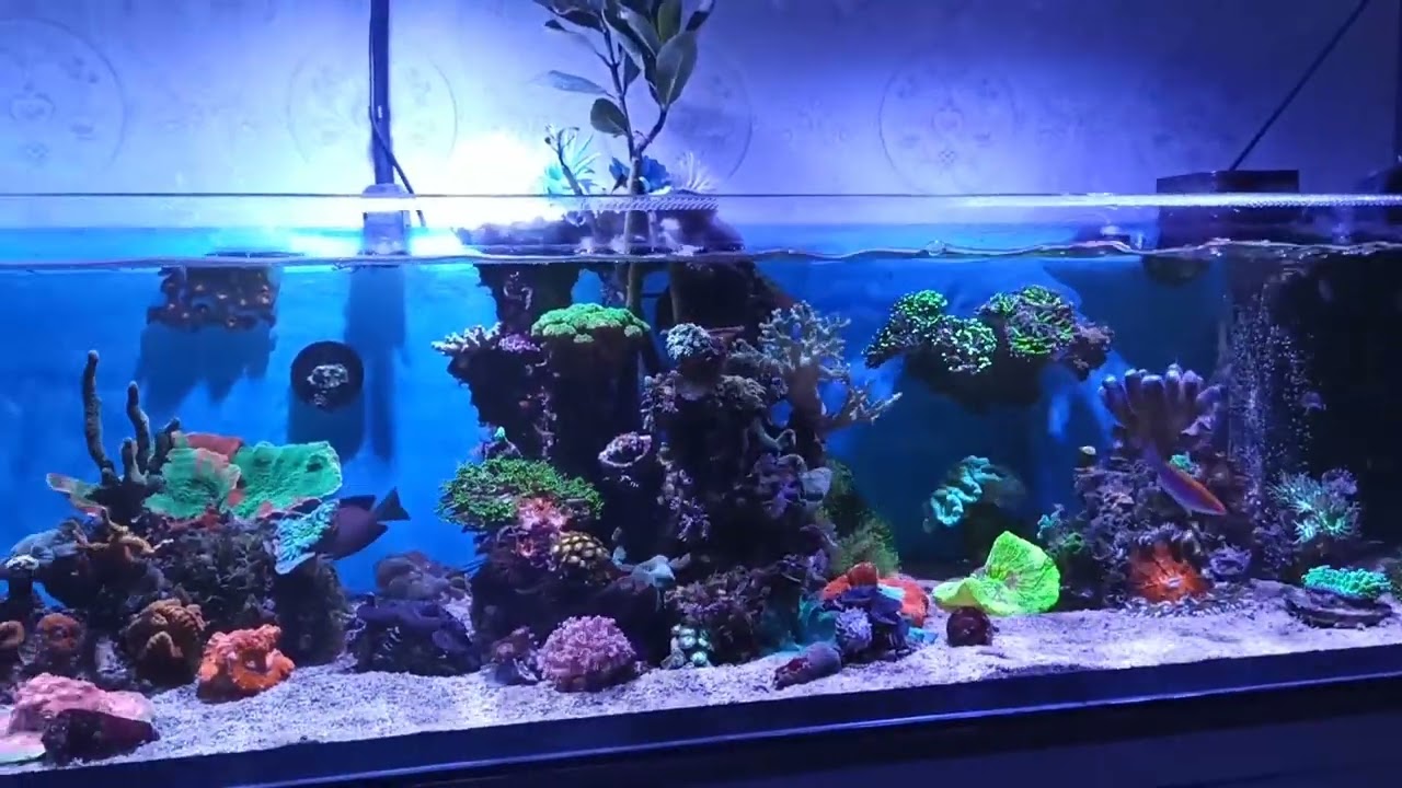 Mein Shallow Reef Meerwasser Aquarium 🐟🐙🦀🐠 Becken Umgestaltung und Co.