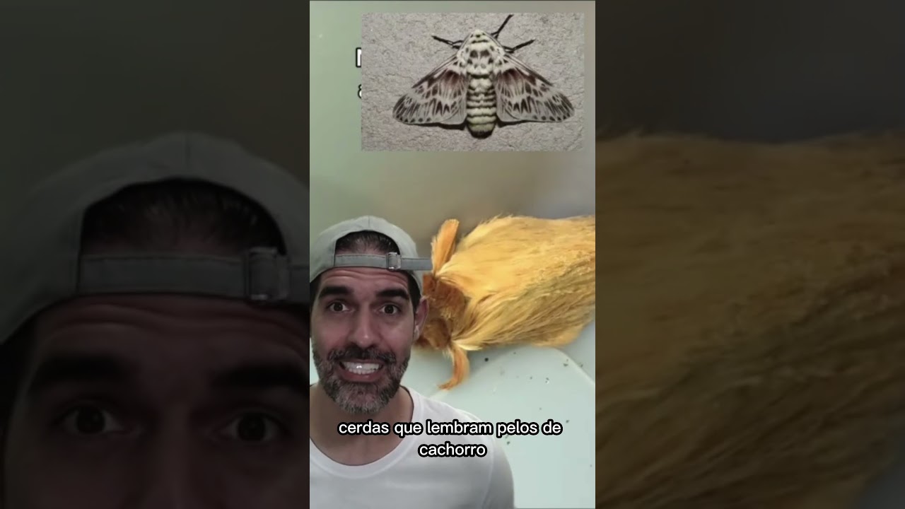 A PIORES LAGARTAS | Pidobiologia #shorts