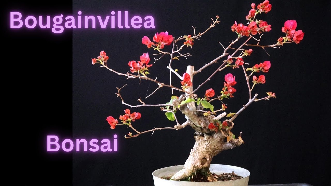 Bougainvillea Bonsai Trees. Early Spring Work in Florida.