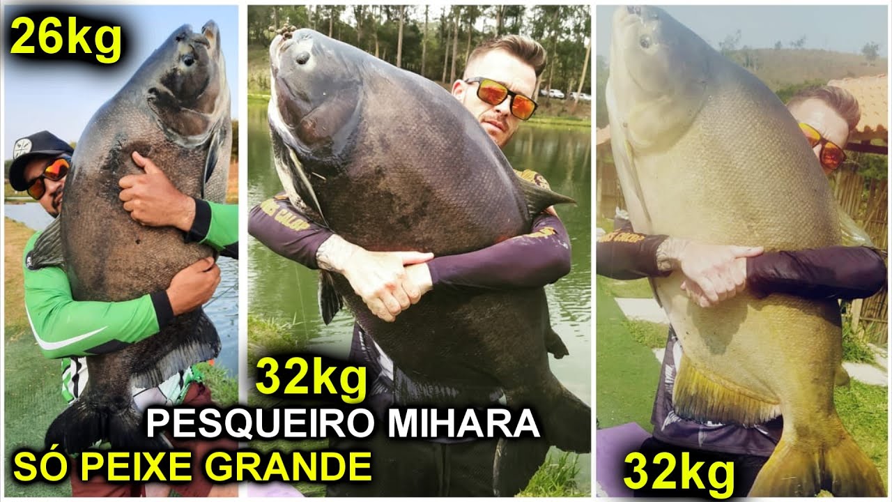 FOMOS SURPREENDIDOS COM TANTO PEIXE GRANDE /PESQUEIRO MIHARA