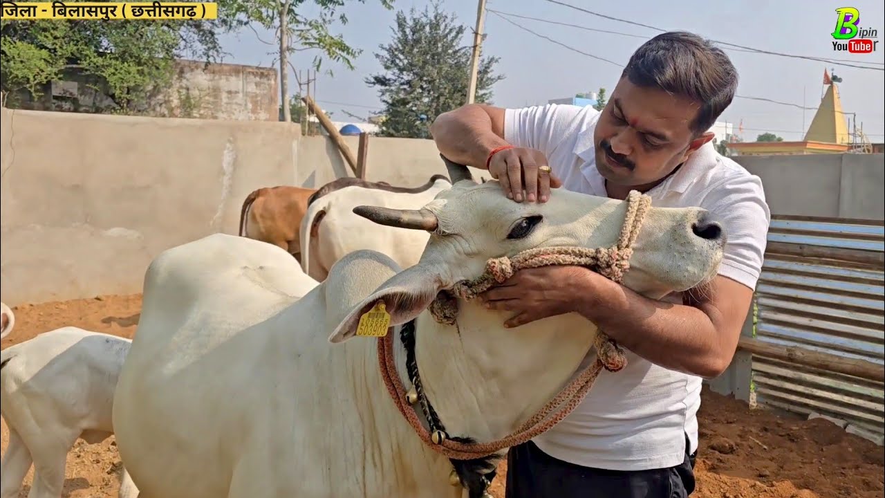 #छत्तीसगढ़ राज्य मे इस जगह #गंगातीरी नस्ल की गाय का पालन बड़े पैमाने पर हो रहा है  | Desi Cow farm