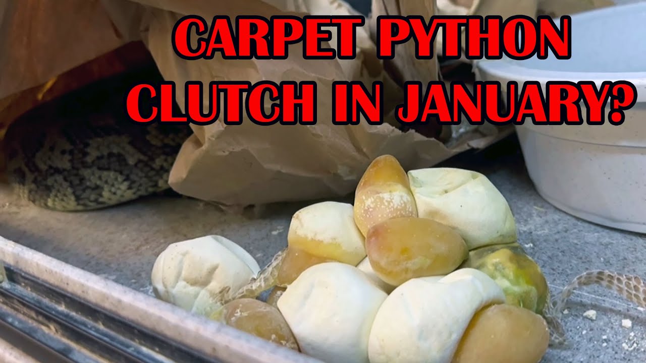 SURPRISE MOONGLOW CARPET PYTHON CLUTCH