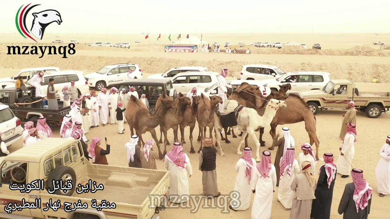 منقية مفرج نهار الهمل المطيري بمزاين قبائل الكويت 2021 تصوير وإخراج حسين الحميدي
