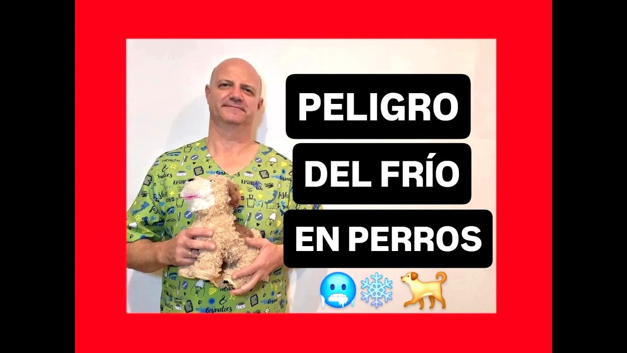 ¿El frío es peligroso en los perros?