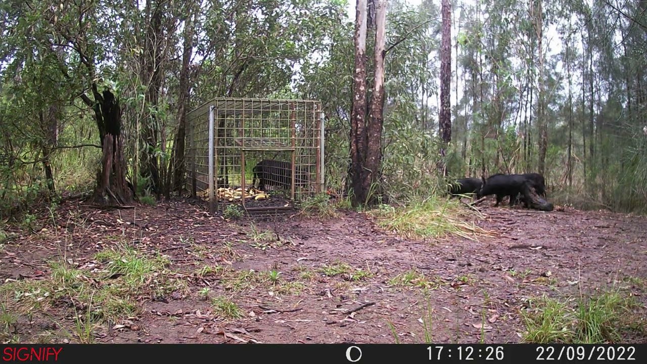 pigs