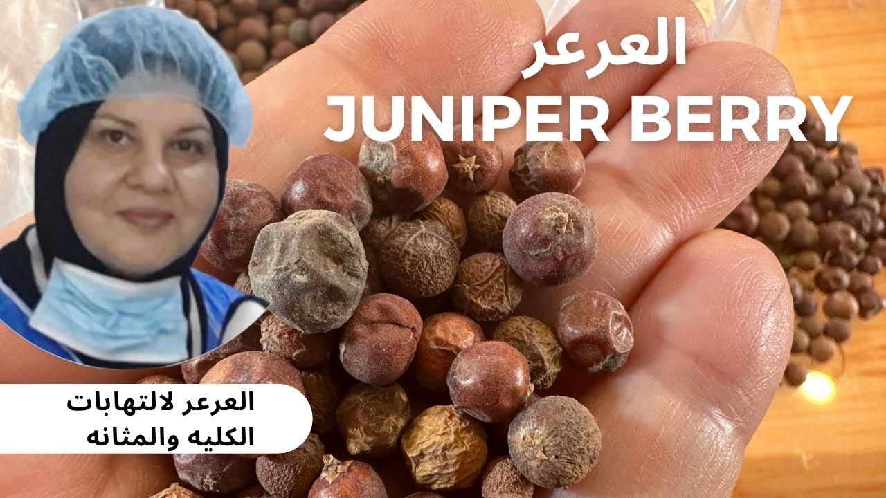 العرعر  فوائد العرعر  اعداد دكتوره دينا القيسي juniper berries