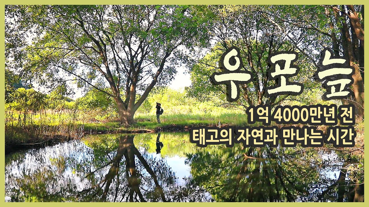 국내여행 경남 창녕 우포늪 여행 / 1억 4000만년 전 태고의 신비를 간직한 진짜 자연을 만나는 곳 / 우포늪생명길, 가을여행지, 국내여행지추천, 여행유튜버, 언택트여행