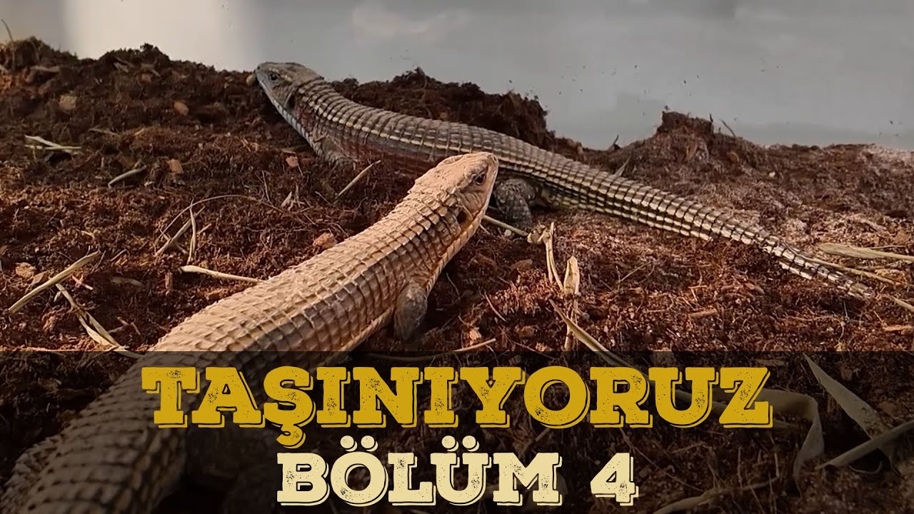 HARİKA BİR İŞ ÇIKARDIK! - BÖLÜM 4