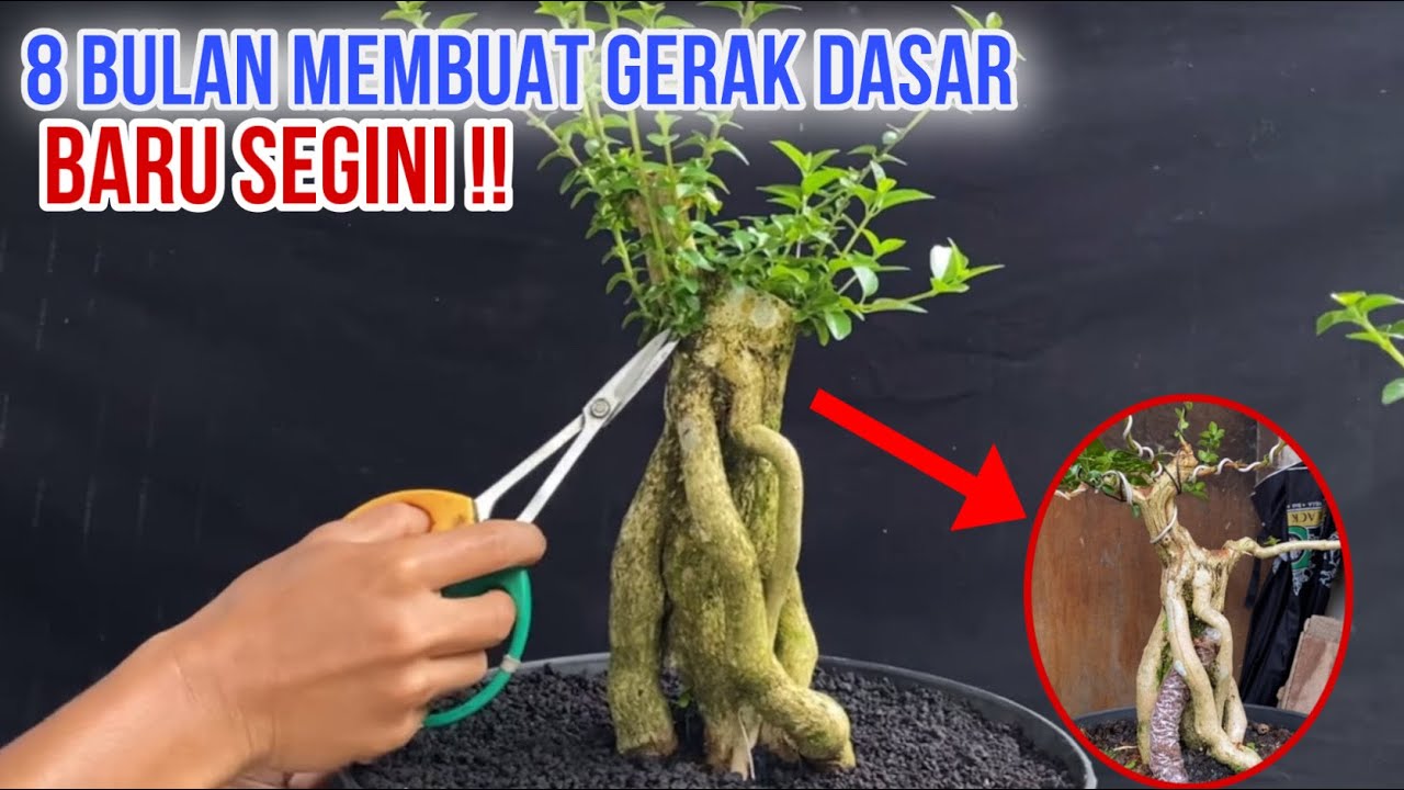 Membuat bonsai sancang exposed root // tahap gerak dasar ‼️