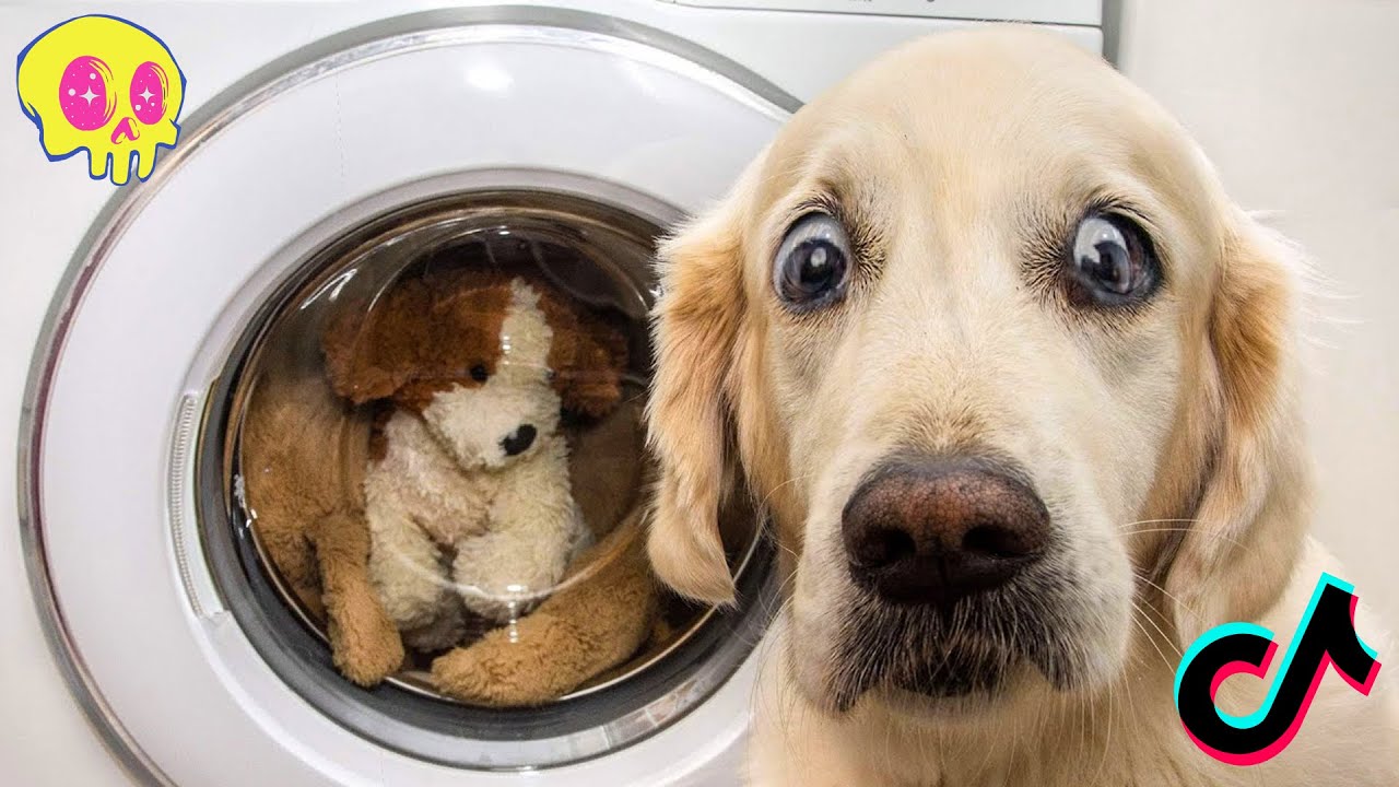 Video di cani divertenti
