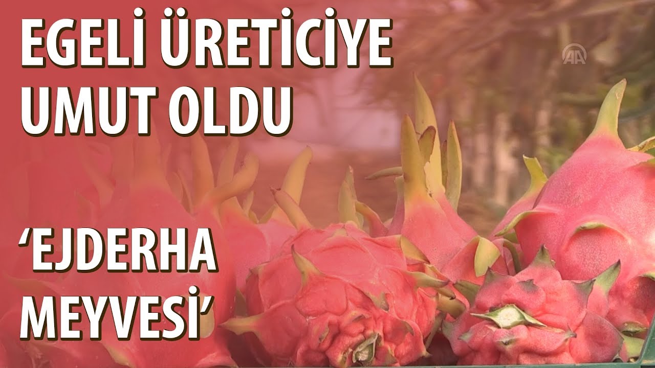 Ejder Meyvesi Egeli Üreticiye de Umut Oldu