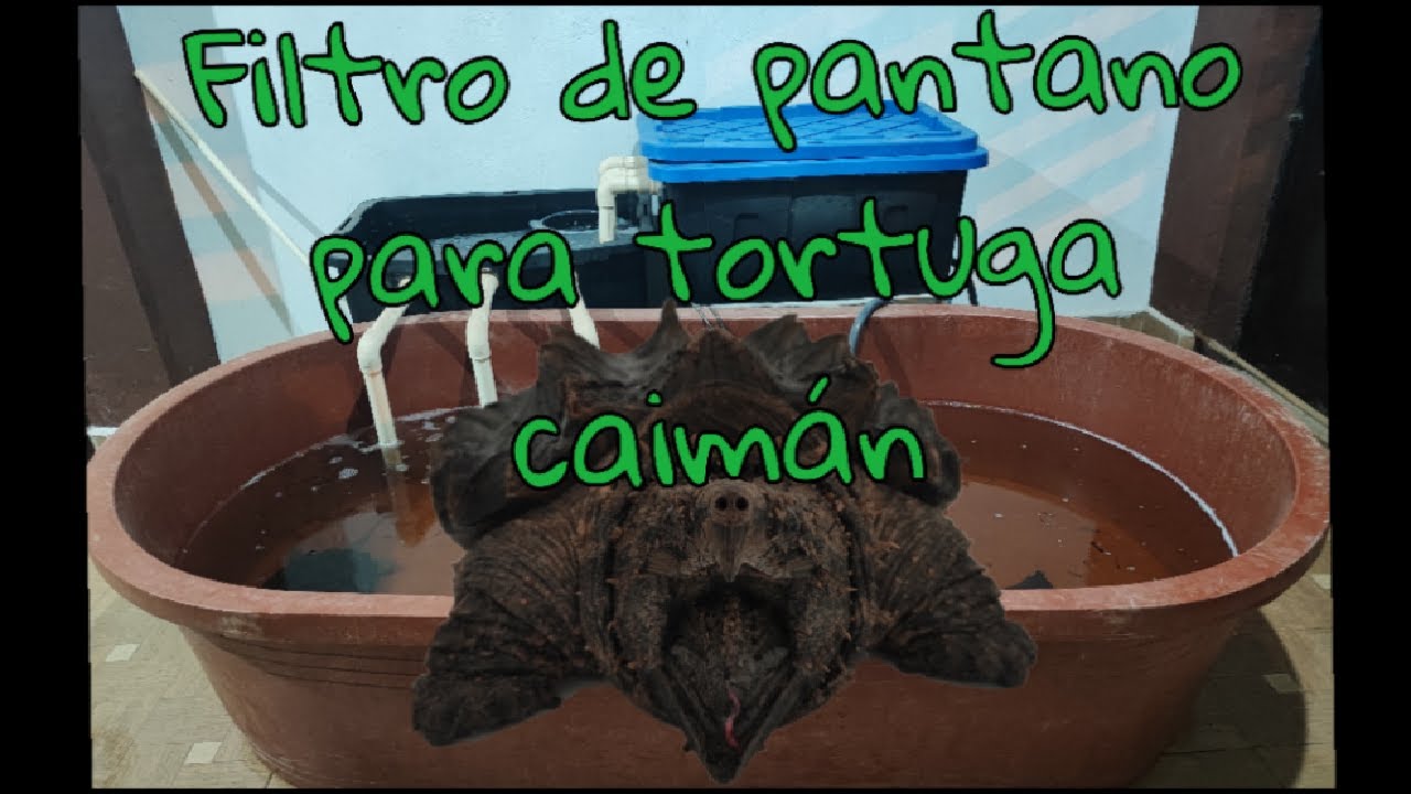 FILTRO DE PANTANO PARA TORTUGA CAIMÁN