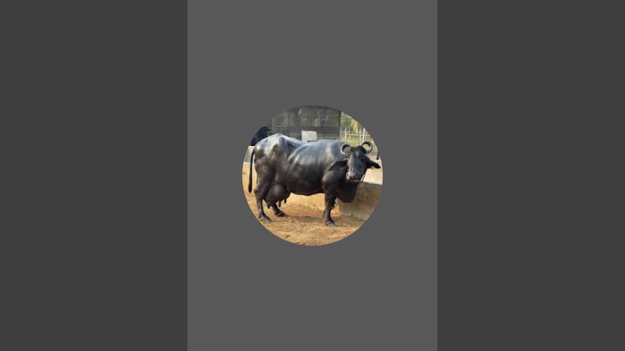#Parkisht की बेटी 👌1st Lactation   👍#Live_MilkingEmpty Time#ABC_Veeravalli_Progeny