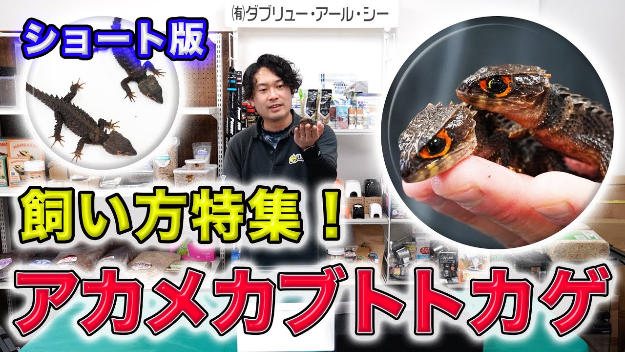 ※ショート版【飼い方特集】アカメカブトトカゲの飼い方とレイアウトの作り方
