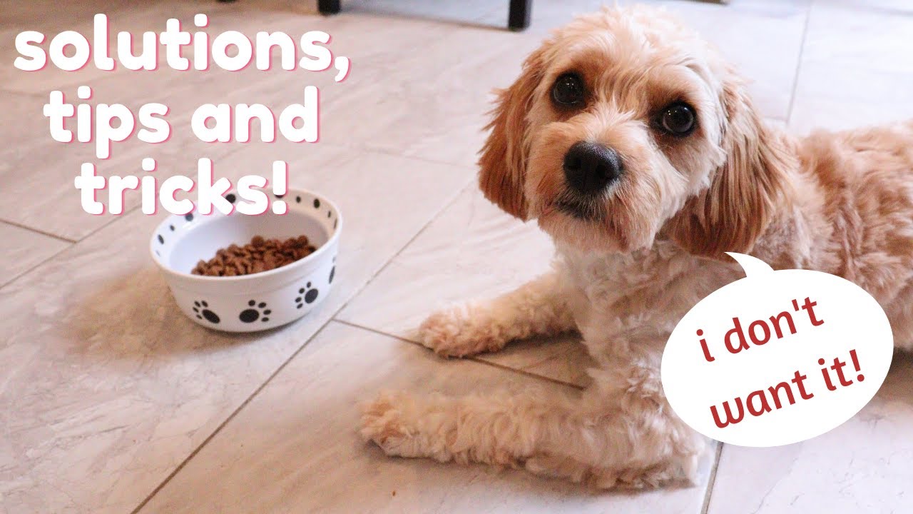 What To Do When Your Puppy Won't Eat | Cavapoo Edition